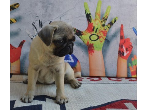 3 adet dişi pug bebek