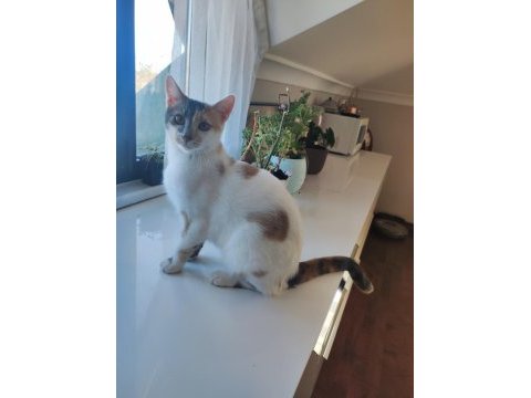 1 yaşında calico iki kız kardeş kediler