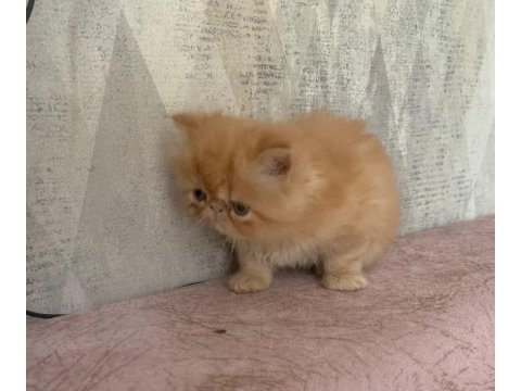 Portakal gibi prenses iran kedisi