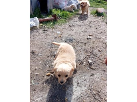 Golden retriever kırması 2 aylık yavrular