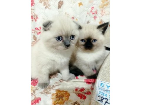 Scottish fold yavrular