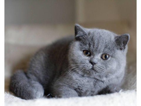 A+ a62 orjinal british shorthair yavrularımız hazır