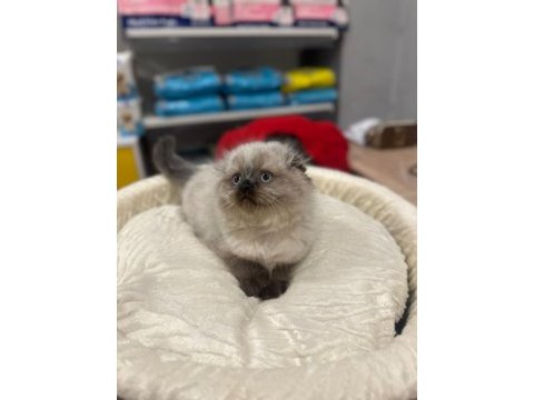 Scottish fold longhair