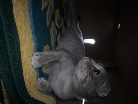 Dişi scottish fold kedimiz