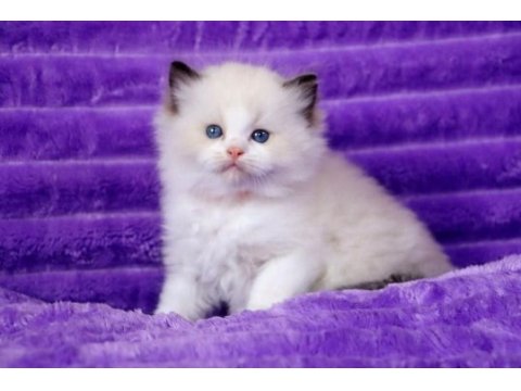 Bebek surat ragdoll güzeli