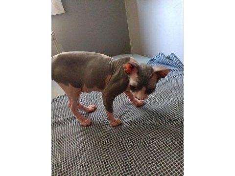 Sphynx 20 mayıs doğumlu oğlumuz