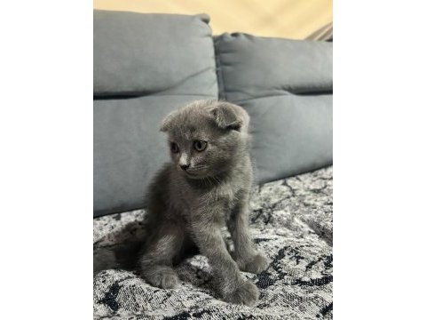 45 günlük dünya tatlısı