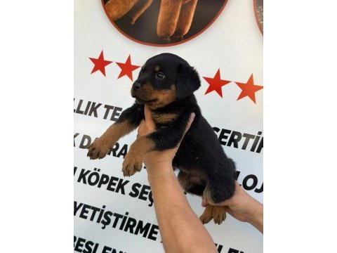 A kalite rottweiler erkek yavru