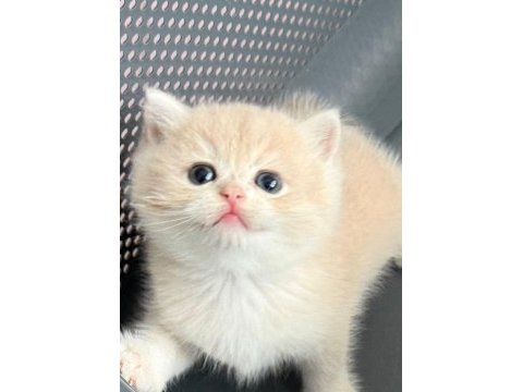 British shorthair ny ay bebekler