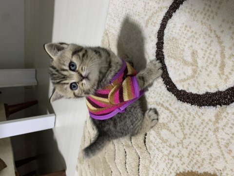 Sahibinden golden black tabby british shorthair erkek yavru