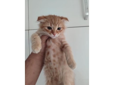 Aşıları ve eğitimleri tam aşırı uyguna scottish fold