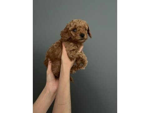 Dişi 0 numara toy poodle bebeği