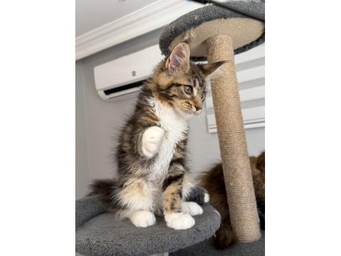Xxxl maine coon 2209 dişi