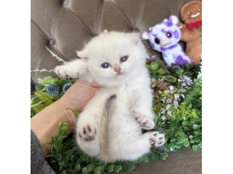 Yüksek kalite tombiş british shorthair