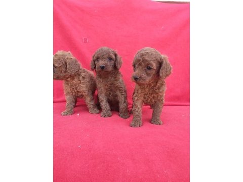 Kaliteli poodle yavrularımız