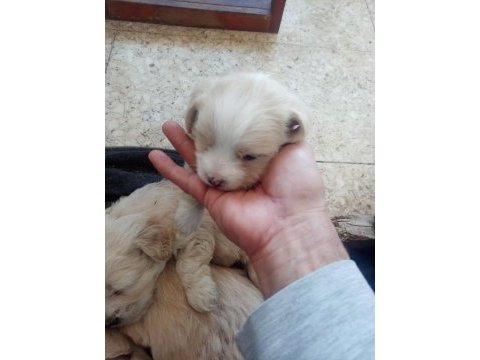 30 günlük maltese yavrularımız