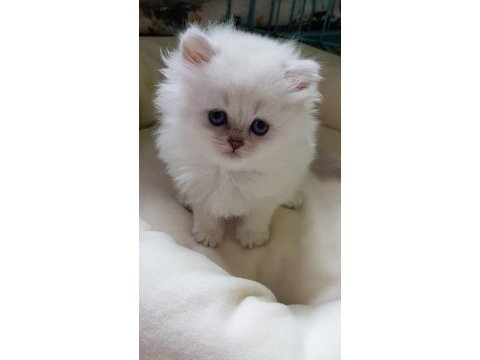 Scottish straight beyaz longhair ve shorthair fold
