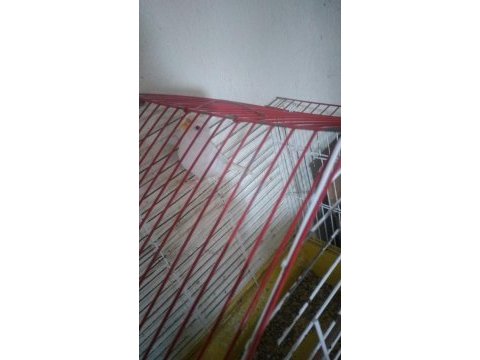 Muhabbet kuşları