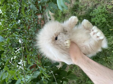 Hollanda lop ve hollanda mini lop tavşanlar