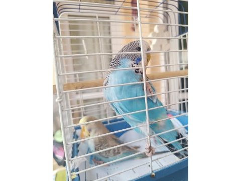Konuşturmalık alıştırmalık a kalite şov jumbo kuşlar