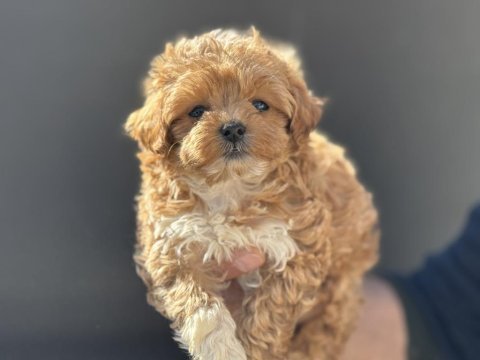 Yasal ruhsatlı çiftlikde ziyarete açık maltipoo lar
