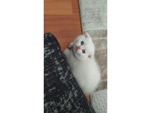 Efsane güzellikte şecereli babadan scottish fold bebekler