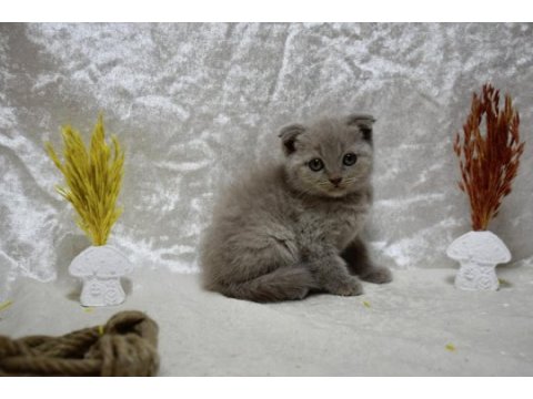 Dikkat çekici güzellikte scottish fold yavrumuz