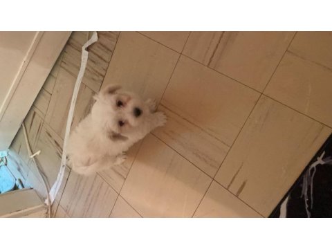 Maltese terrier