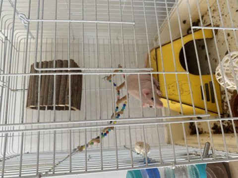 Naked rattus