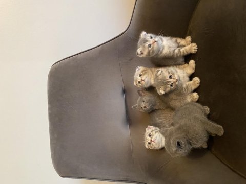 Sevimli scottish fold minnaklar
