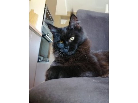 Siyah rengi dişi maine coon