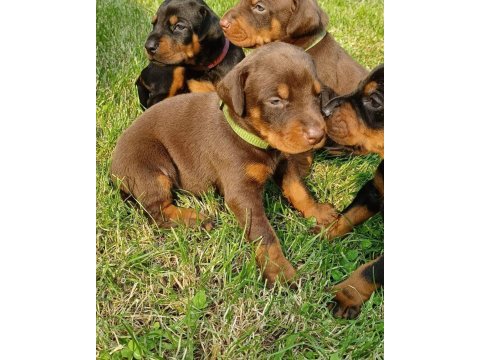 Üst kalite doberman yavruları
