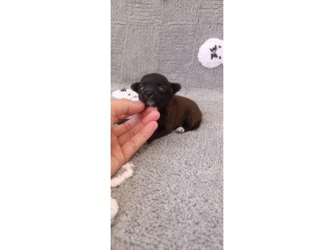 Tea cup şivava yavrumuz yeni ailesine gitmeye hazır