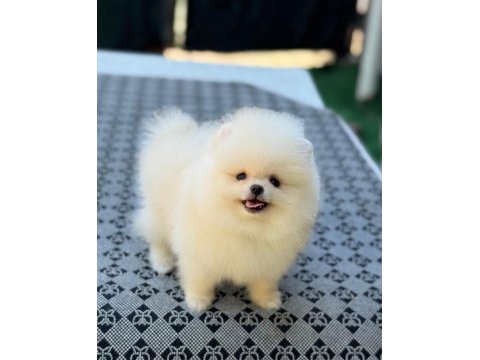 Safkan ayı surat pomeranian tüy yumaklarım yuva arıyor