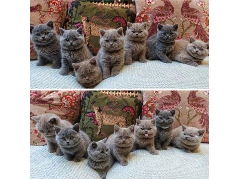 British shorthair yavruları
