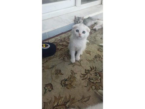 A kalite british shorthair yavrular