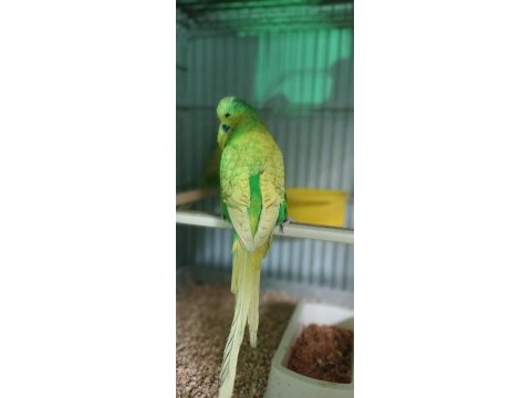Her türlü kuş türü bulanmaktadır