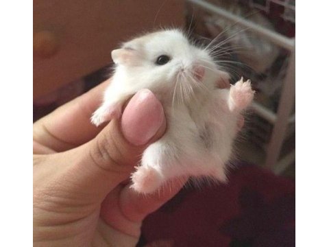 Suriye ve gonzales hamster yavrular
