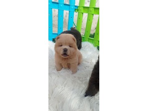 Teddy bear face chow chow puppies