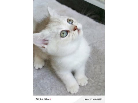British shorthair dişi yavru