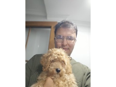 3 buçuk aylık poodle iyi bakılmış aşı karnesi var