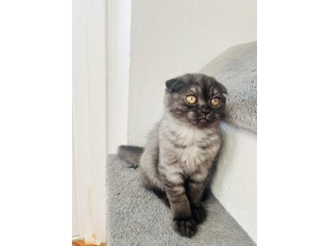 Son sıfır kulak scottish fold yeni yuvasına hazırdır