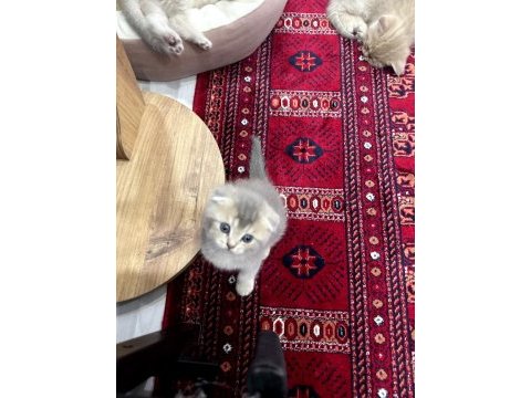 Scottish fold a kalite top kafa golden ay 11