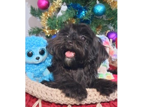 Poodle anne kore maltese baba orjinal maltipoo