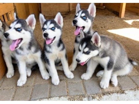 2 aylık husky yavrular