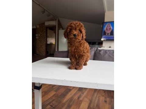 Orjinal poodle yavrumuz mex