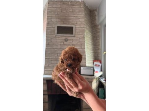 Toy poodle yavrularımız