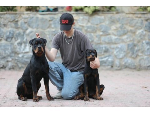 A şecereli 8 aylık dişi rottweiler