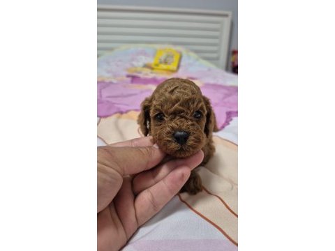 Orjinal yavru kore poodle
