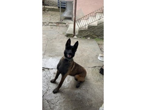 Dişi belçika kurdu koruma eğitimli itaat eğitim